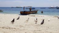 Kliknij i zobacz foto panglao-plaze-golebie.jpg w powiększeniu