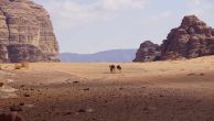 Kliknij i zobacz foto wielblady-pustynia.jpg w powiększeniu