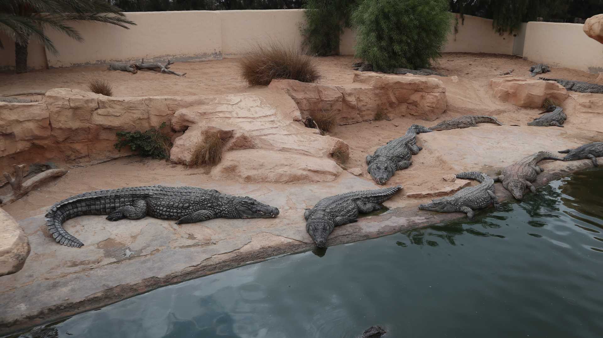 djerba explore krokodyle