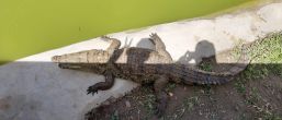 Kliknij i zobacz foto ostry-cien-krokodyla.jpg w powiększeniu