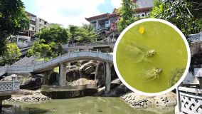 Kliknij i zobacz foto zolwie-staw.webp w powiększeniu