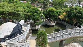 Kliknij i zobacz foto zolwie.webp w powiększeniu