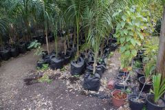 Kliknij i zobacz foto DSC03926.jpg w powiększeniu