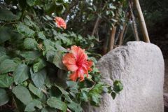 Kliknij i zobacz foto DSC03962.jpg w powiększeniu