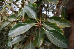 Kliknij i zobacz foto DSC03964.jpg w powiększeniu