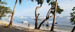 Kliknij i zobacz foto panglao-plaze-alona-drzewa.jpg w powiększeniu