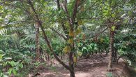 Kliknij i zobacz foto owoc-durian-drzewo.jpg w powiększeniu