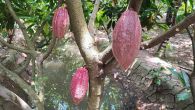 Kliknij i zobacz foto owoc-kakaowce.jpg w powiększeniu