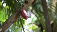Kliknij i zobacz foto owoc-kakaowiec.JPG w powiększeniu