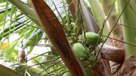 Kliknij i zobacz foto owoc-kokosy.JPG w powiększeniu