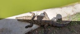 Kliknij i zobacz foto krokodyl-cien.jpg w powiększeniu