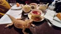 Kliknij i zobacz foto herbata-zoo-cafe.jpg w powiększeniu