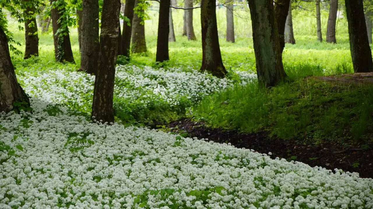 ogrod botaniczny 2
