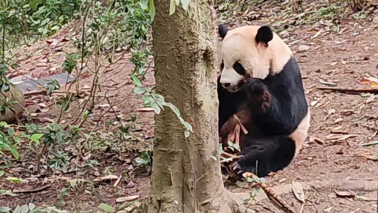 panda