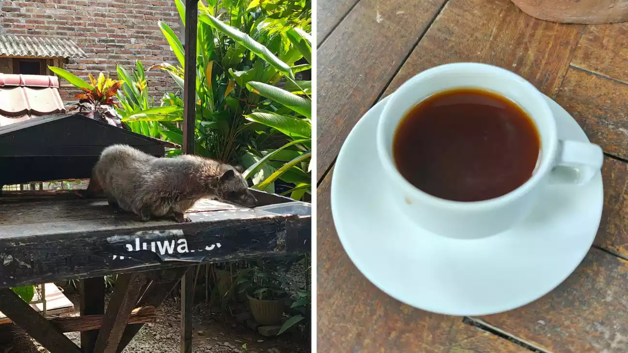 kawa luwak