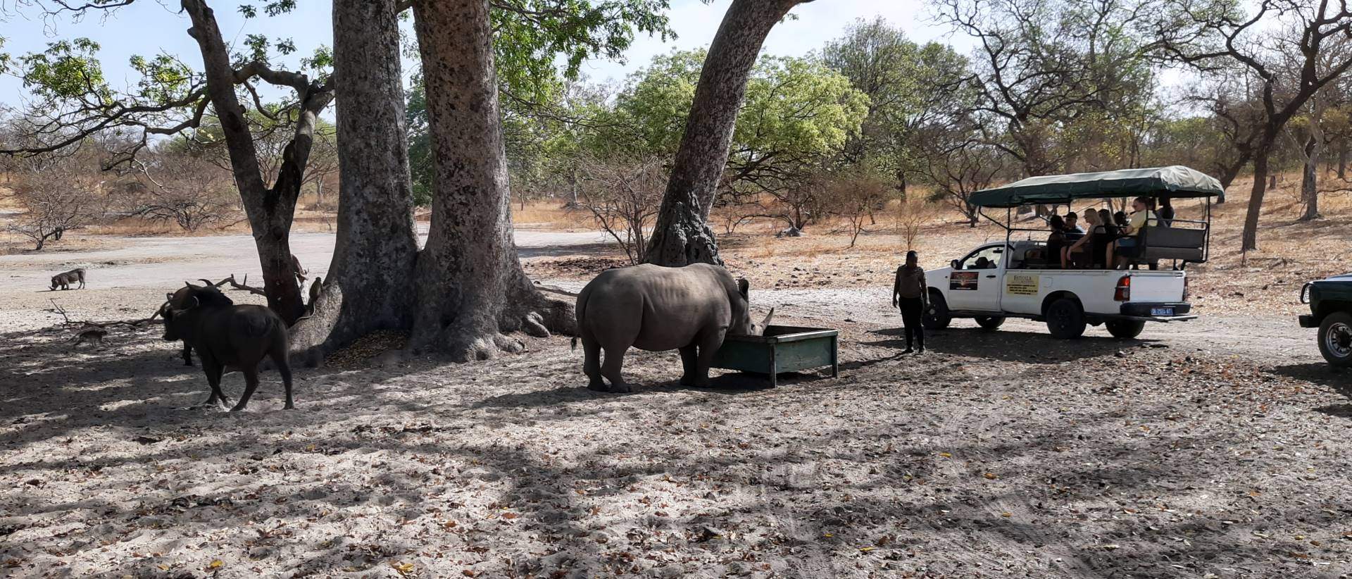 safari nosorozec