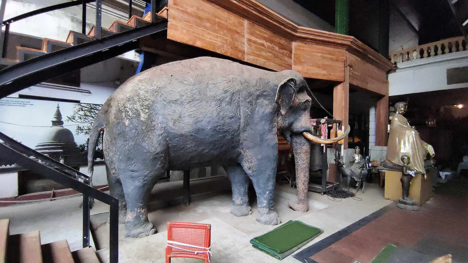ekspozycje slon